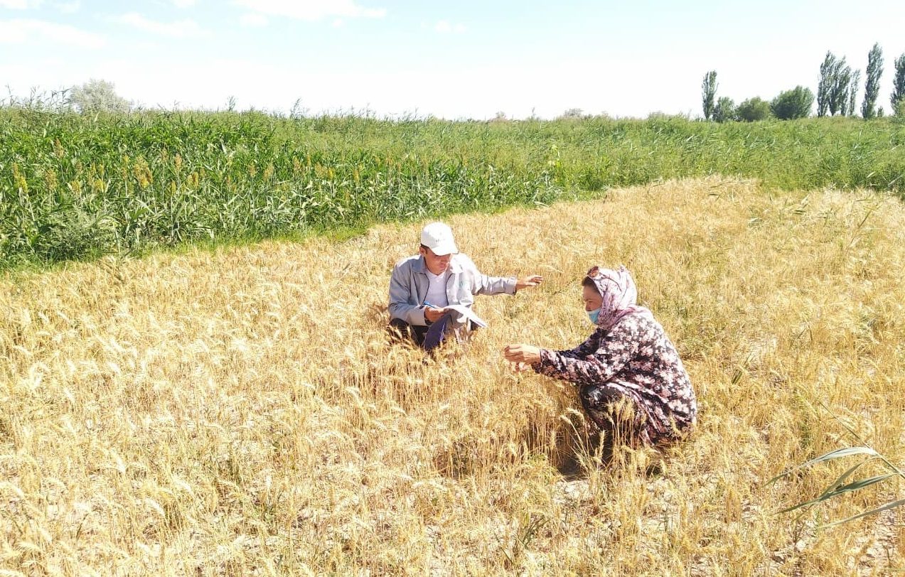 Засухоустойчивые сорта пшеницы