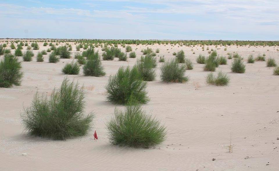 Эксперт из Узбекистана предложил 50 развитым странам мира высадить на территории высохшего Аральского моря уникальные леса