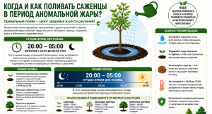 🌱 Как сохранить саженцы в сильную жару: рекомендации по правильному поливу